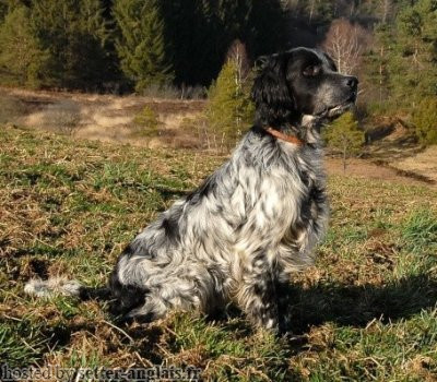 Setter Anglais SCUD DE LA PASSEE DE L'EPERON